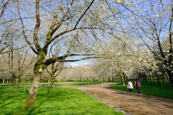 Cerisiers en 🌸 🇯🇵- Hanami - Parc de Sceaux