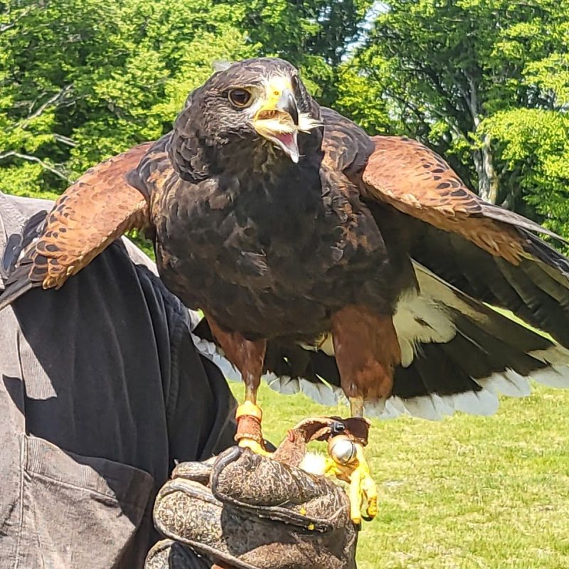 Faire une randonnée avec des rapaces