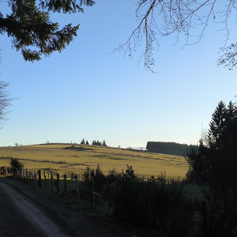 Bain de forêt