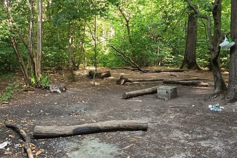 Woodland clearing in Meudon forest